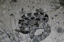 Black-tailed Rattlesnake (Crotalus molossus) - Terrell County Texas - 05/26