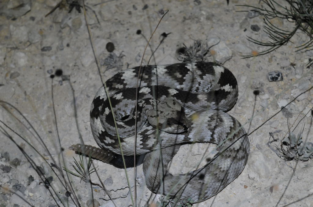 Black-tailed Rattlesnake (Crotalus molossus) - Terrell County Texas - 05/26