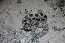 Black-tailed Rattlesnake (Crotalus molossus) - Terrell County Texas - 05/26