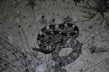 Black-tailed Rattlesnake (Crotalus molossus) - Terrell County Texas - 05/26