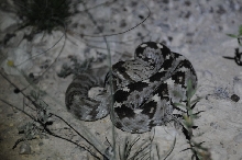 Black-tailed Rattlesnake (Crotalus molossus) - Terrell County Texas - 05/26
