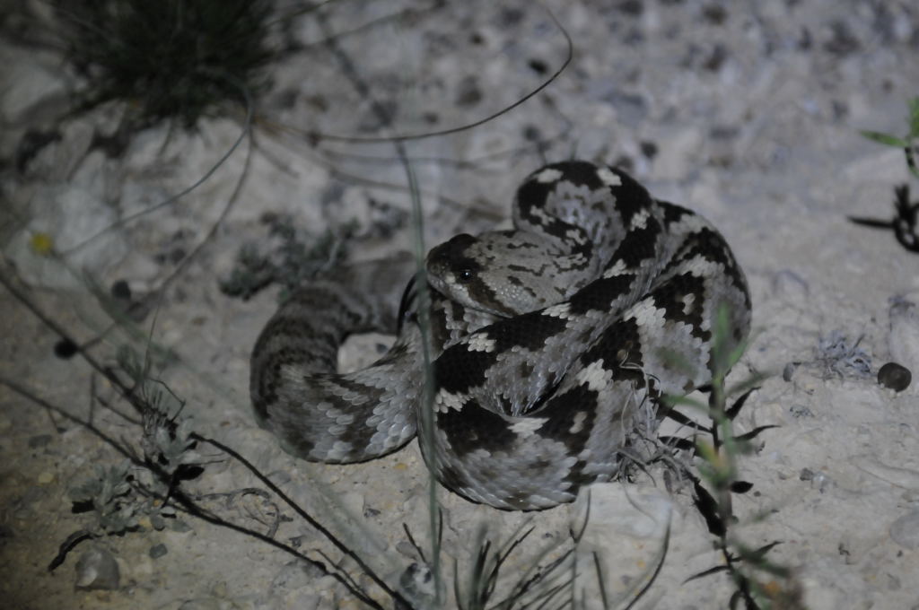 Black-tailed Rattlesnake (Crotalus molossus) - Terrell County Texas - 05/26