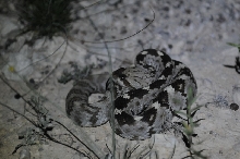 Black-tailed Rattlesnake (Crotalus molossus) - Terrell County Texas - 05/26
