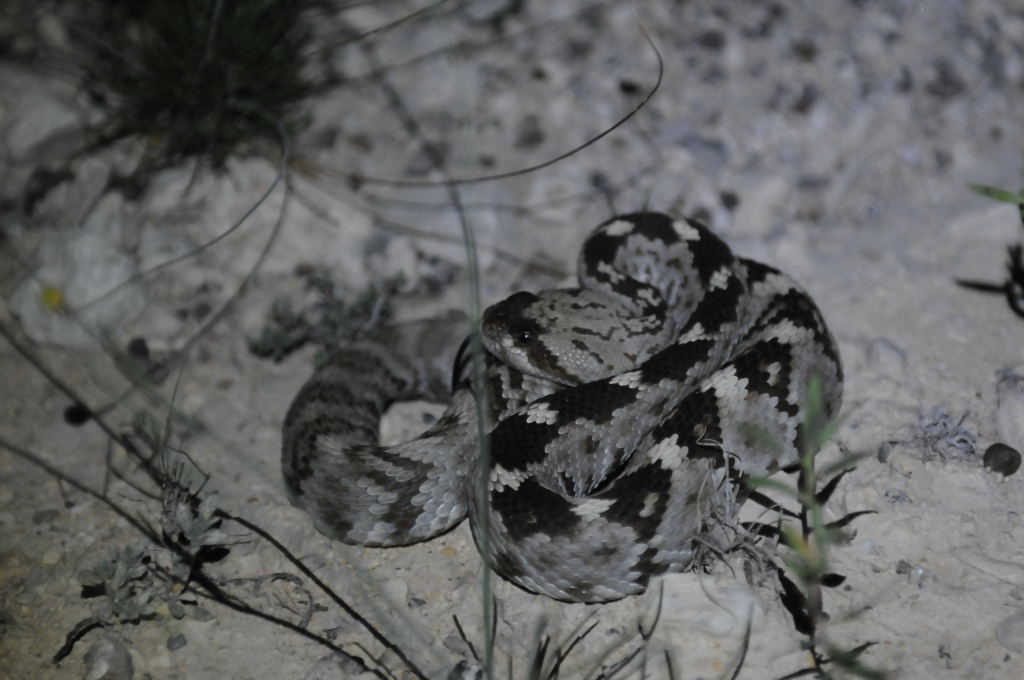Black-tailed Rattlesnake (Crotalus molossus) - Terrell County Texas - 05/26