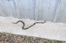 Desert Kingsnake Speckled Kingsnake Intergrade Williamson County, Texas
