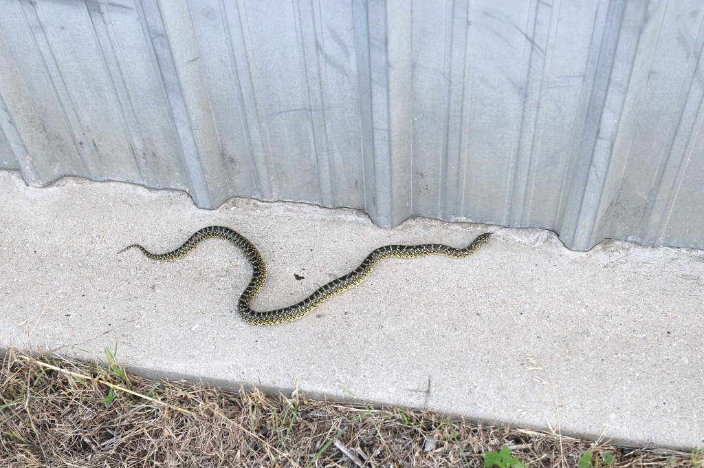 Desert Kingsnake Speckled Kingsnake Intergrade Williamson County, Texas