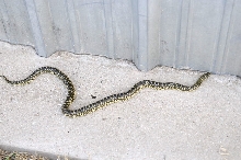 Desert Kingsnake Speckled Kingsnake Intergrade Williamson County, Texas