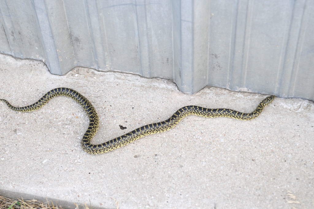 Desert Kingsnake Speckled Kingsnake Intergrade Williamson County, Texas