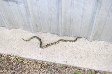 Desert Kingsnake Speckled Kingsnake Intergrade Williamson County, Texas