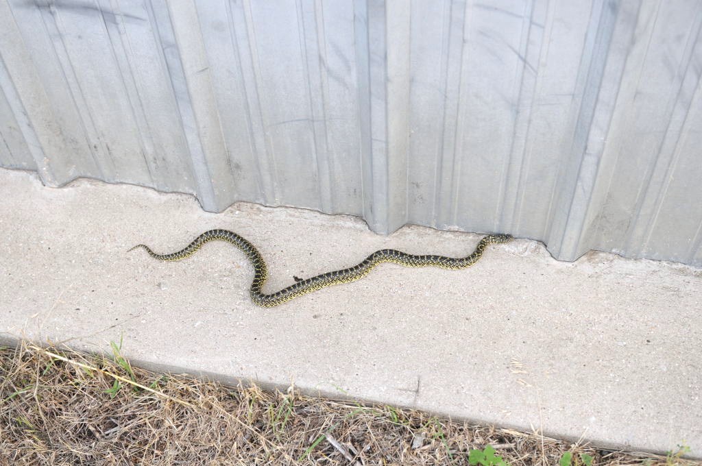 Desert Kingsnake Speckled Kingsnake Intergrade Williamson County, Texas