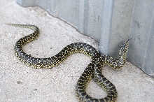 Desert Kingsnake Speckled Kingsnake Intergrade Williamson County, Texas