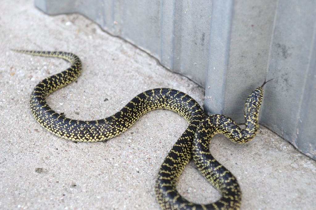 Desert Kingsnake Speckled Kingsnake Intergrade Williamson County, Texas