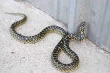 Desert Kingsnake Speckled Kingsnake Intergrade Williamson County, Texas