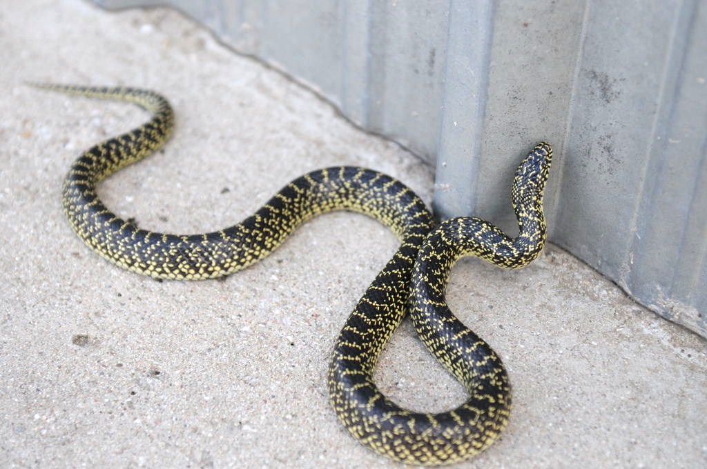 Desert Kingsnake Speckled Kingsnake Intergrade Williamson County, Texas