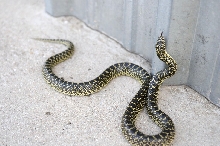 Desert Kingsnake Speckled Kingsnake Intergrade Williamson County, Texas