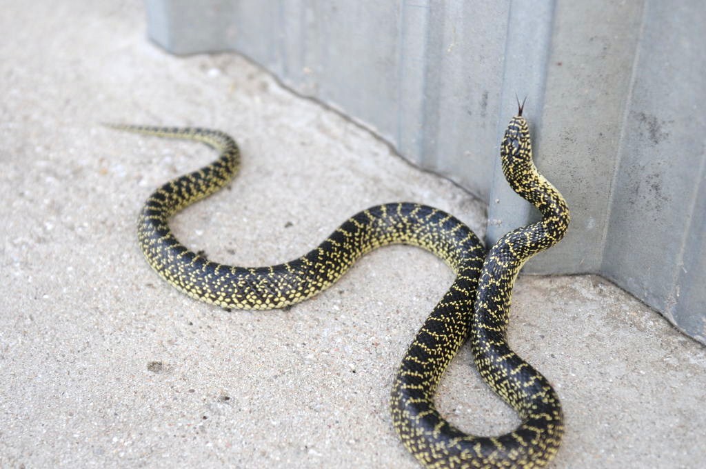 Desert Kingsnake Speckled Kingsnake Intergrade Williamson County, Texas