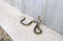 Desert Kingsnake Speckled Kingsnake Intergrade Williamson County, Texas