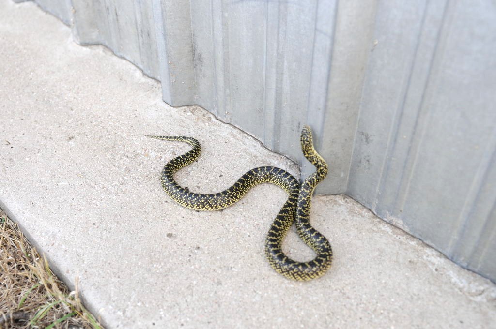 Desert Kingsnake Speckled Kingsnake Intergrade Williamson County, Texas