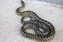 Desert Kingsnake Speckled Kingsnake Intergrade Williamson County, Texas