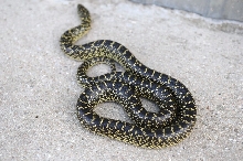 Desert Kingsnake Speckled Kingsnake Intergrade Williamson County, Texas
