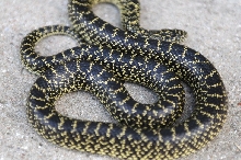 Desert Kingsnake Speckled Kingsnake Intergrade Williamson County, Texas
