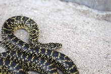 Desert Kingsnake Speckled Kingsnake Intergrade Williamson County, Texas