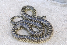 Desert Kingsnake Speckled Kingsnake Intergrade Williamson County, Texas