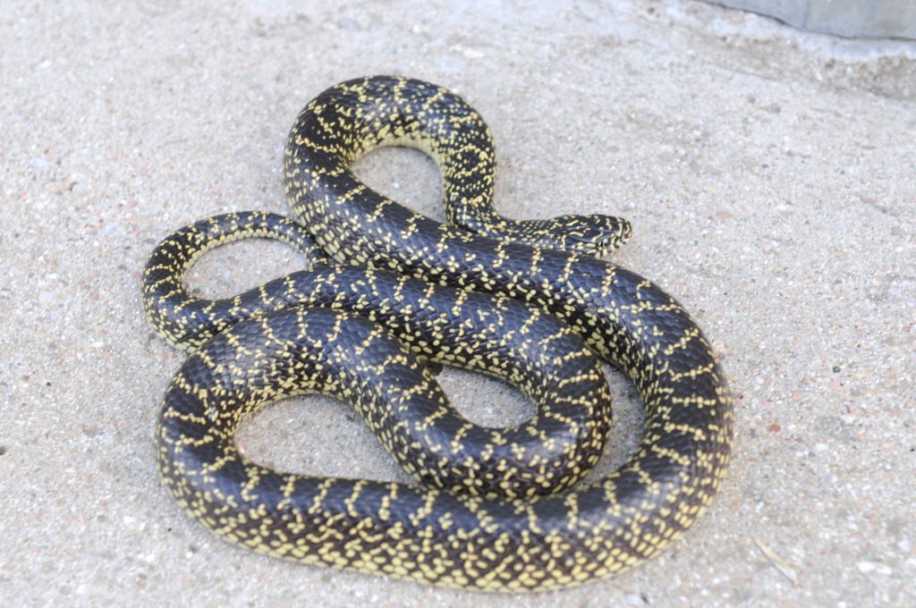 Desert Kingsnake Speckled Kingsnake Intergrade Williamson County, Texas