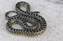 Desert Kingsnake Speckled Kingsnake Intergrade Williamson County, Texas