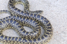 Desert Kingsnake Speckled Kingsnake Intergrade Williamson County, Texas