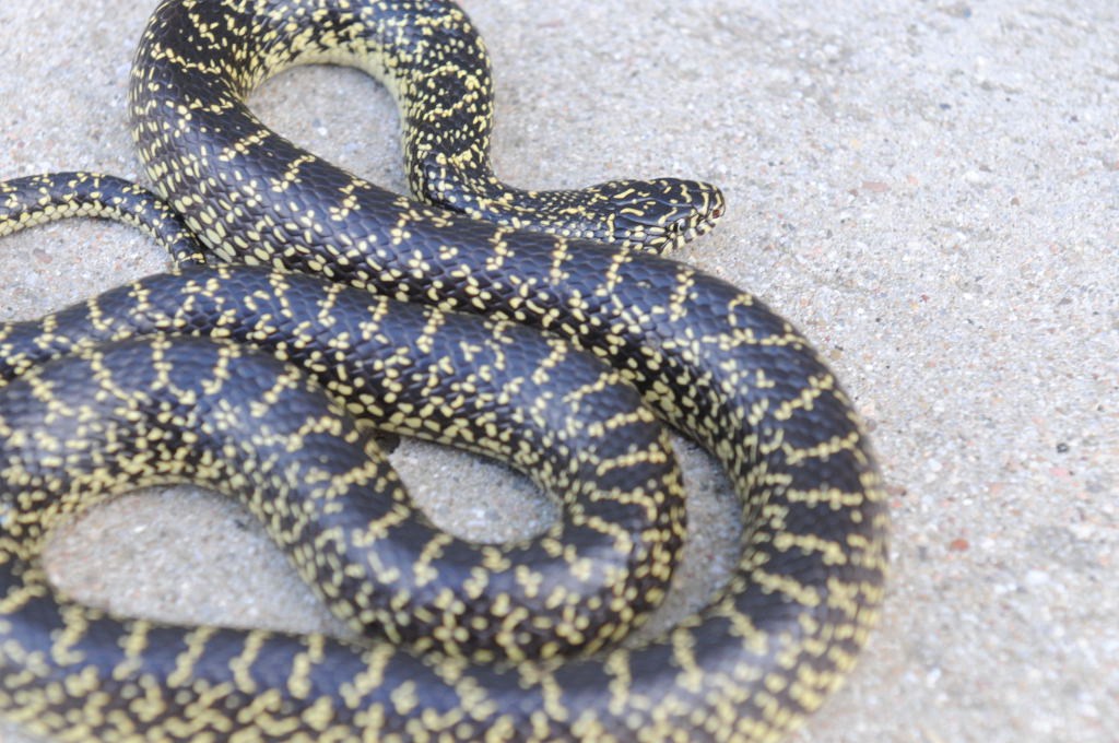 Desert Kingsnake Speckled Kingsnake Intergrade Williamson County, Texas