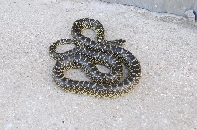 Desert Kingsnake Speckled Kingsnake Intergrade Williamson County, Texas