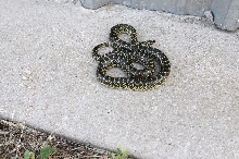 Desert Kingsnake Speckled Kingsnake Intergrade Williamson County, Texas