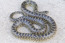 Desert Kingsnake Speckled Kingsnake Intergrade Williamson County, Texas