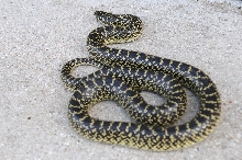 Desert Kingsnake Speckled Kingsnake Intergrade Williamson County, Texas
