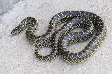 Desert Kingsnake Speckled Kingsnake Intergrade Williamson County, Texas