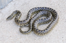 Desert Kingsnake Speckled Kingsnake Intergrade Williamson County, Texas