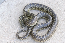 Desert Kingsnake Speckled Kingsnake Intergrade Williamson County, Texas