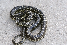 Desert Kingsnake Speckled Kingsnake Intergrade Williamson County, Texas