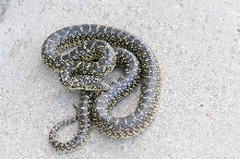 Desert Kingsnake Speckled Kingsnake Intergrade Williamson County, Texas