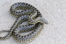 Desert Kingsnake Speckled Kingsnake Intergrade Williamson County, Texas