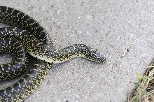 Desert Kingsnake Speckled Kingsnake Intergrade Williamson County, Texas