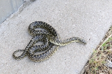 Desert Kingsnake Speckled Kingsnake Intergrade Williamson County, Texas