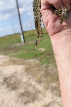 Desert Kingsnake Speckled Kingsnake Intergrade Williamson County, Texas