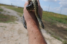 Desert Kingsnake Speckled Kingsnake Intergrade Williamson County, Texas