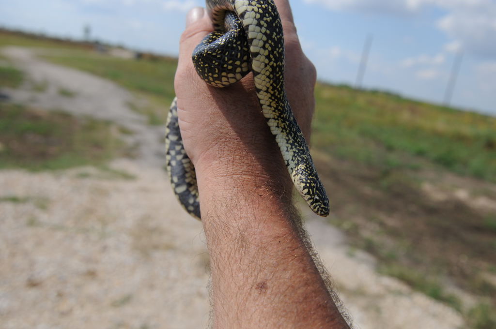Desert Kingsnake Speckled Kingsnake Intergrade Williamson County, Texas