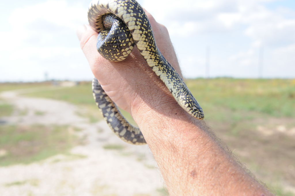 Desert Kingsnake Speckled Kingsnake Intergrade Williamson County, Texas