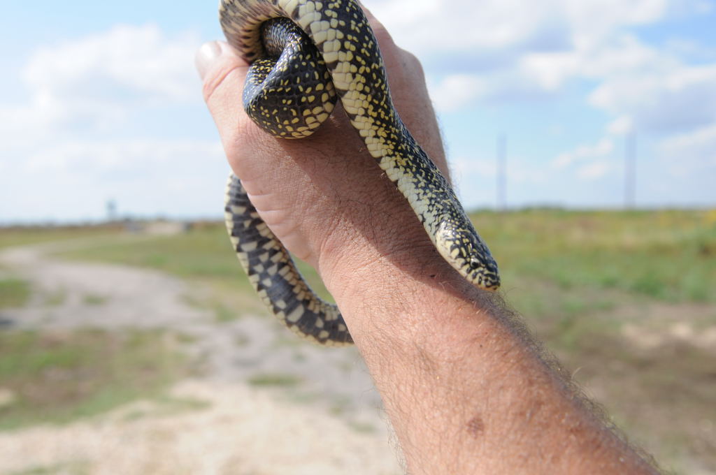 Desert Kingsnake Speckled Kingsnake Intergrade Williamson County, Texas