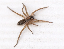 Unidentified Spider, Williamson County Texas 06/24/10