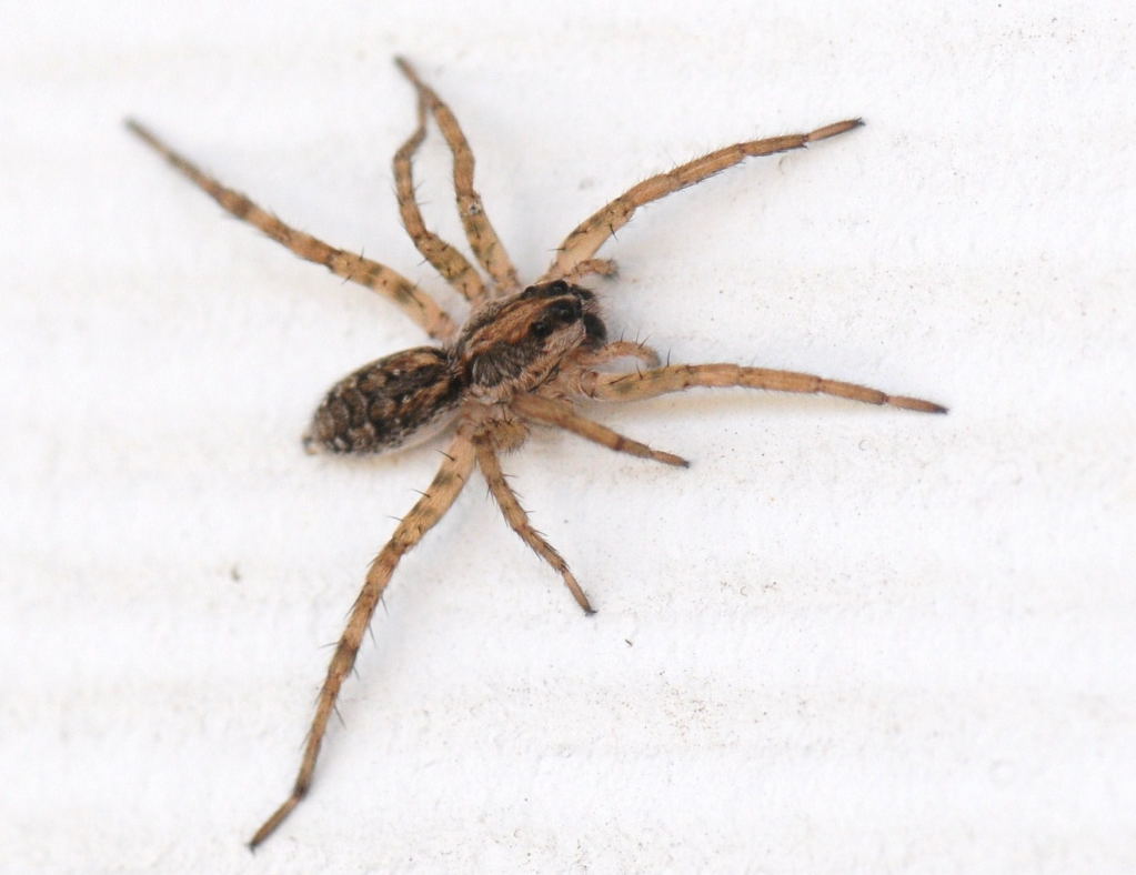Unidentified Spider, Williamson County Texas 06/24/10